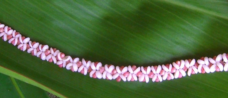 Photo ofPlumeria Stitch Lei